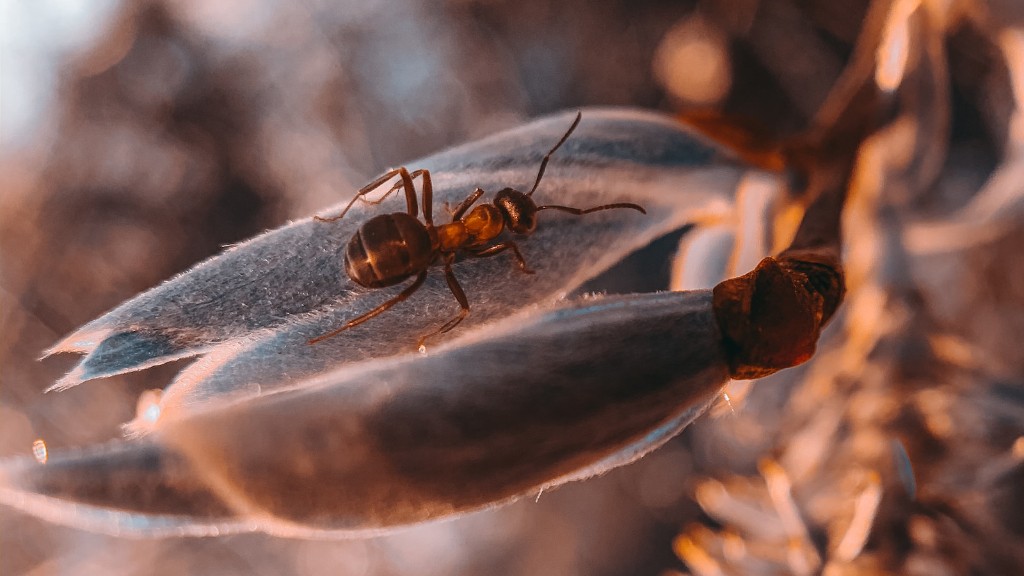 Το βραστό νερό σκοτώνει τα μυρμήγκια;