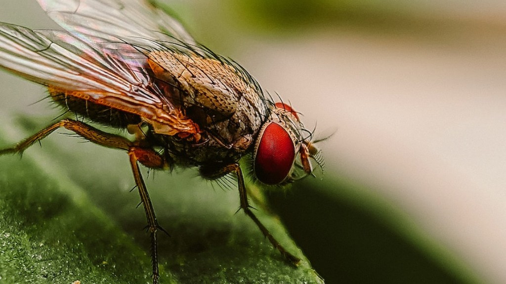 How do house flies reproduce?