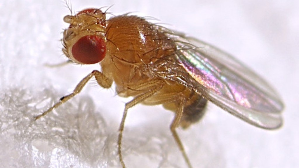 How to get rid of outdoor flies?