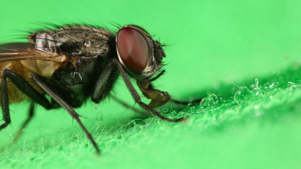 Do flies hibernate in winter?