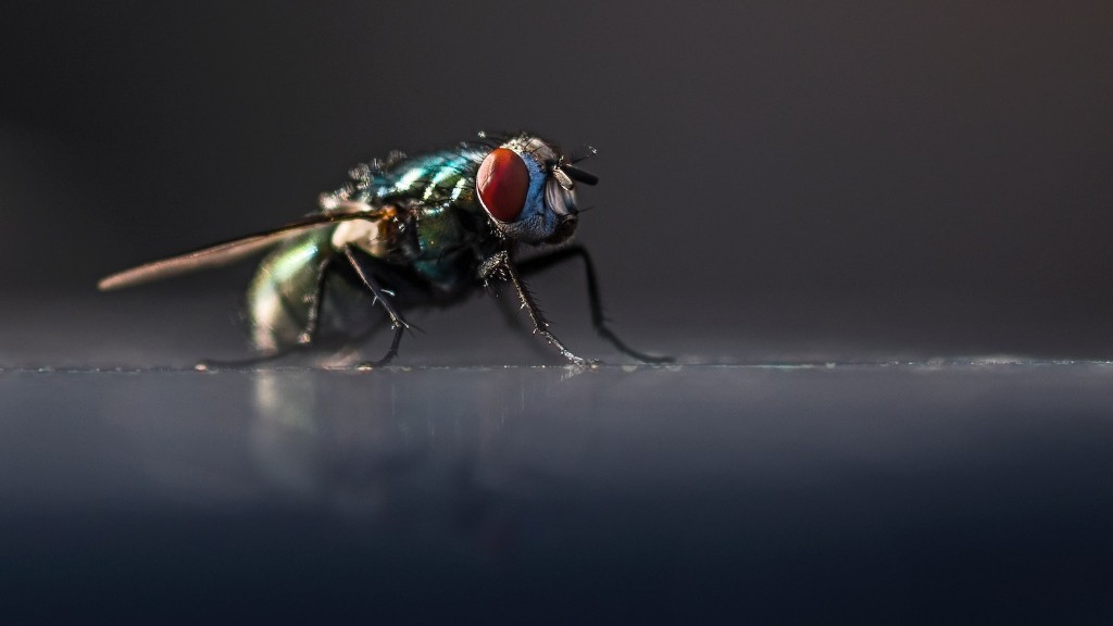 ¿Las hormigas sienten dolor cuando las matas?