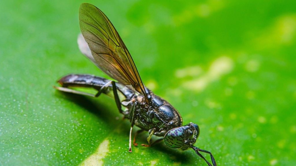 How do flies eat?