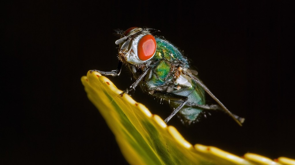 Do fruit flies lay maggots?