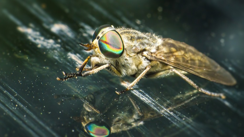 ¿Por qué a las moscas les gusta la luz?