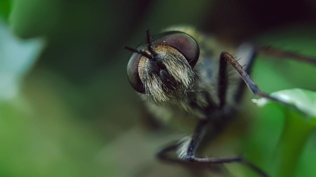 Hoe ver weg kunnen mieren voedsel ruiken?