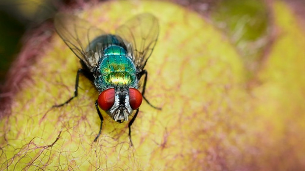 How long do flies live without food?