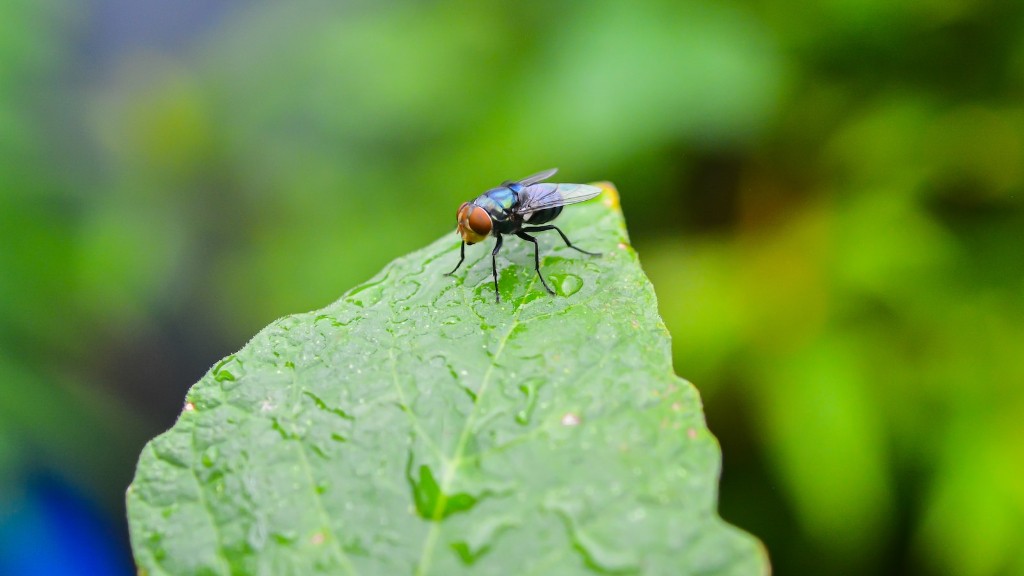How To Get Rid Of Flying Ants Attracted To Light
