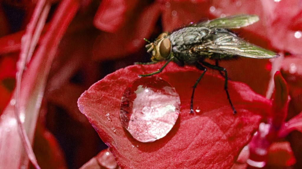 What temperature do fruit flies die?