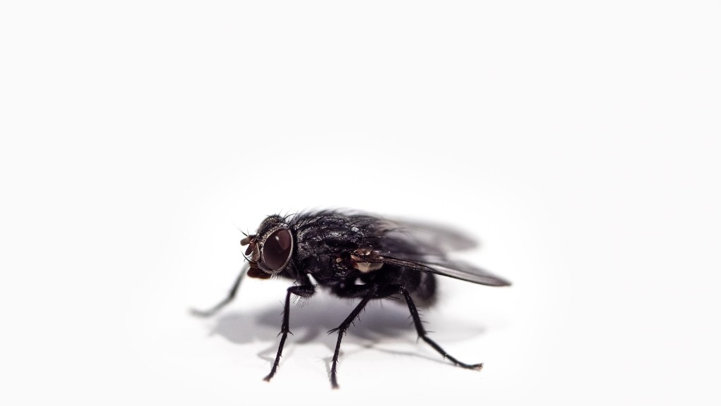 How to keep horse flies away from your pool?