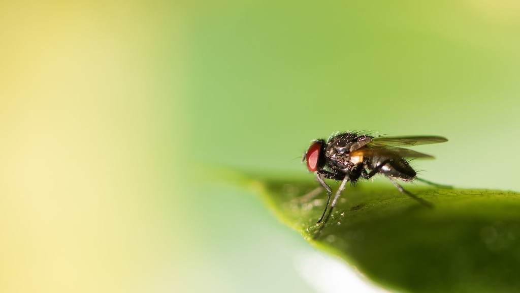 How to keep horse flies away from your pool?