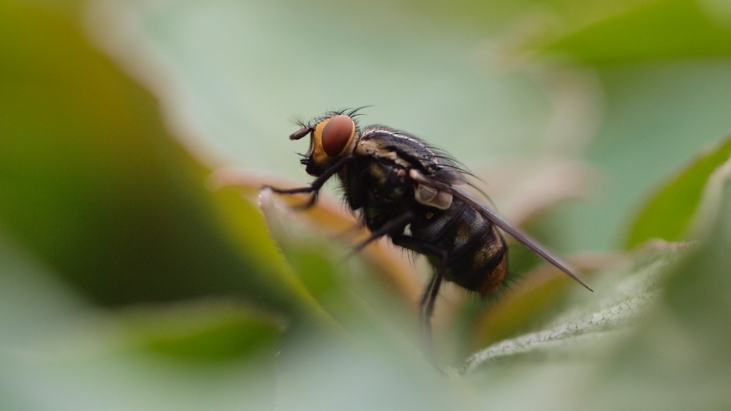 Hoe u op natuurlijke wijze mieren in de tuin kunt verwijderen