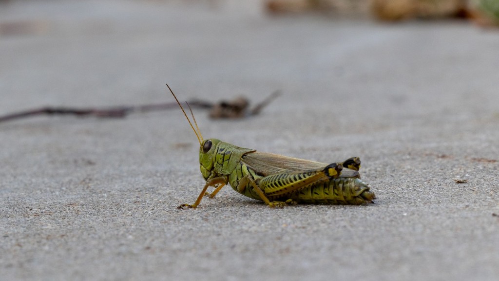 How many species of grasshoppers are there?