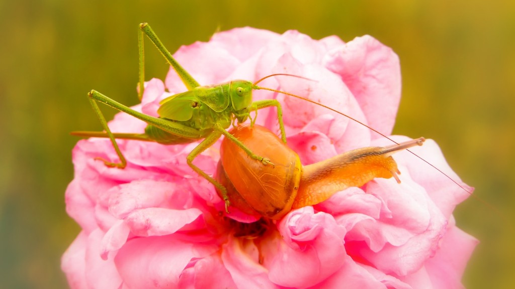 Les sauterelles endommagent-elles les plantes ?