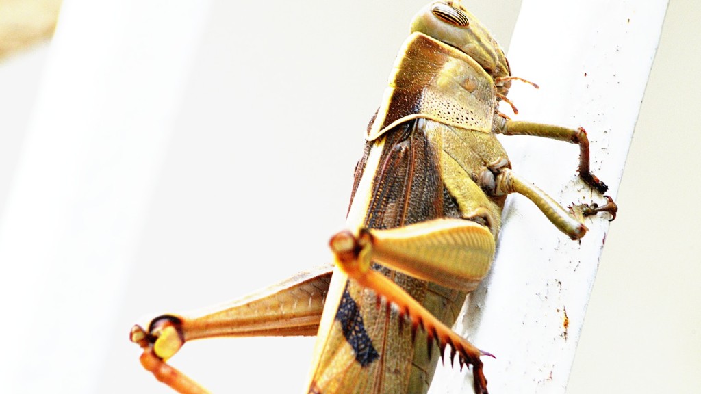 Are grasshoppers producers or consumers?