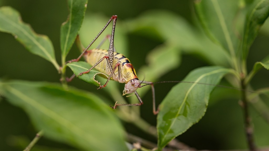 What are grasshoppers predators?