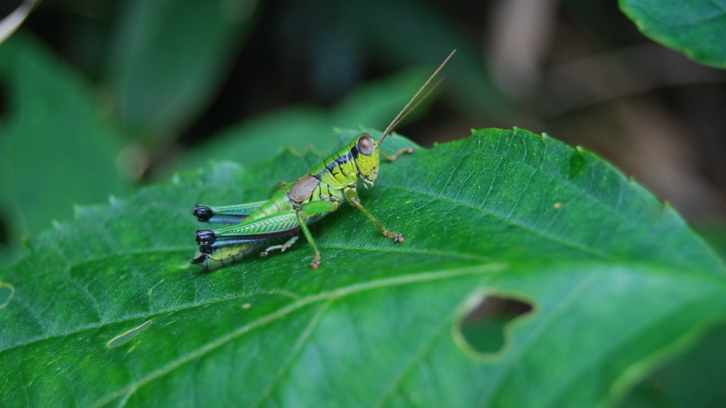 What are grasshoppers predators?