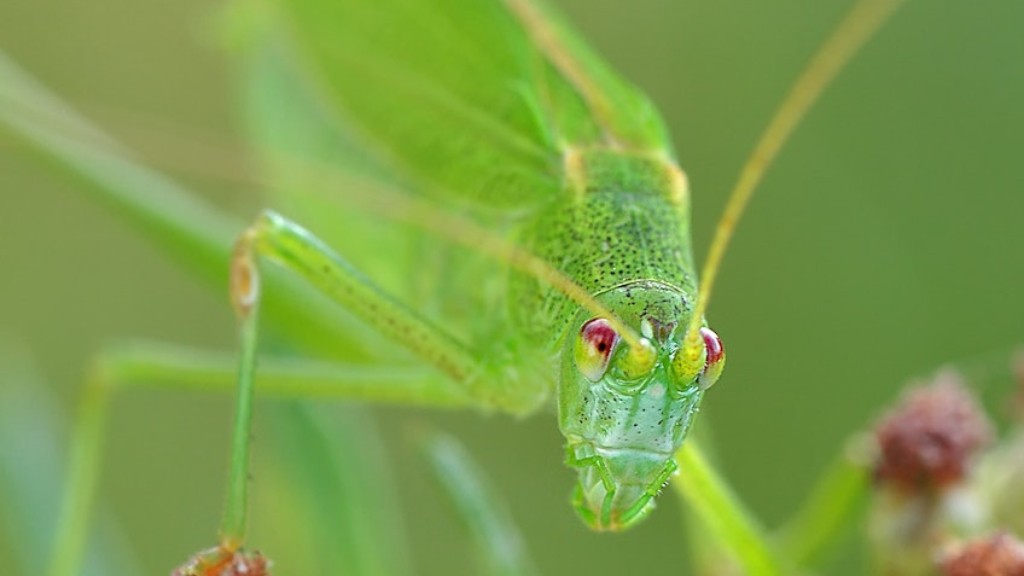 Hvad spiser græshopper i fangenskab?