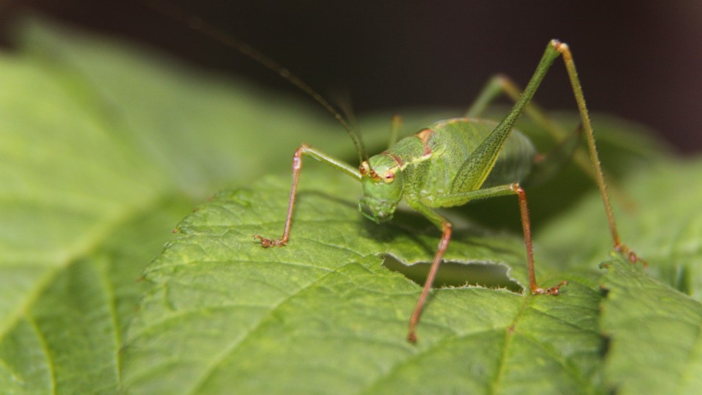 What phylum do grasshoppers belong to?