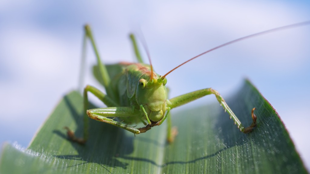 Do grasshoppers sweat case study answer key?