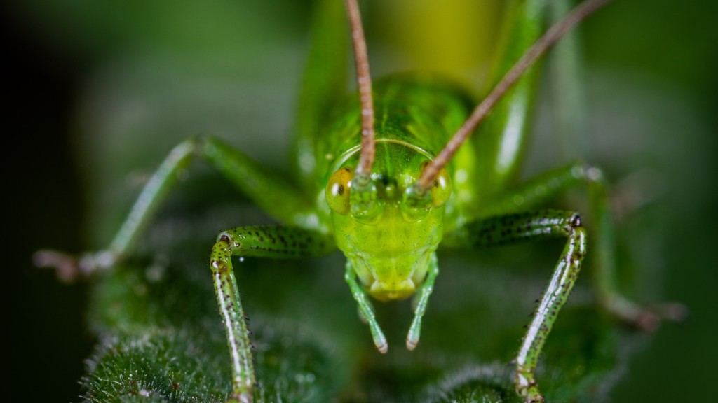 Will vinegar kill grasshoppers?