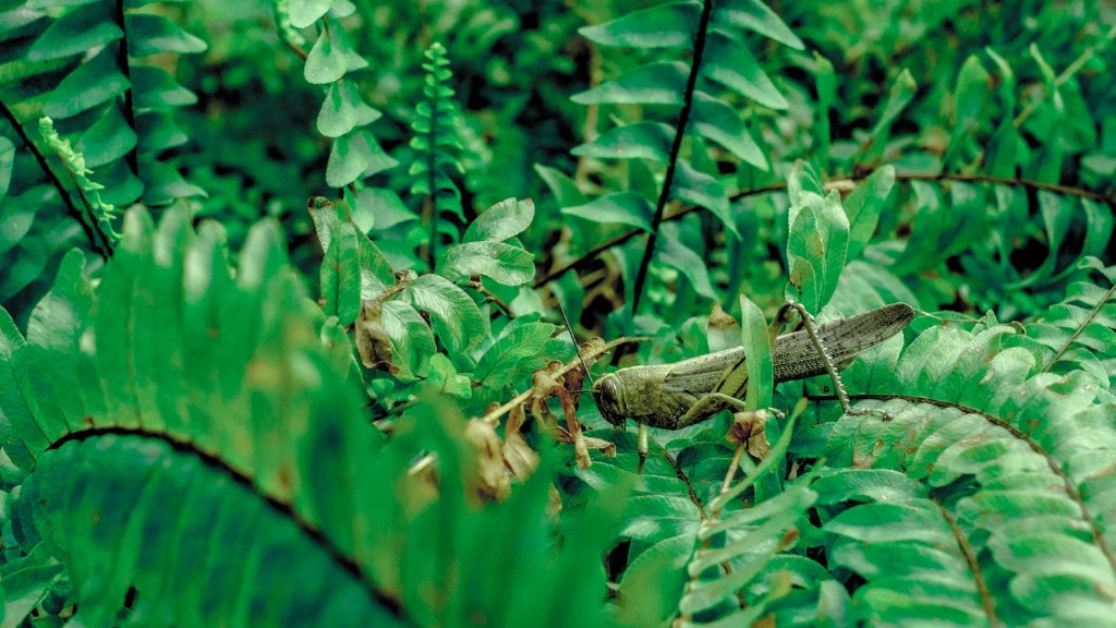 Hvad er forskellen mellem græshopper og græshopper?