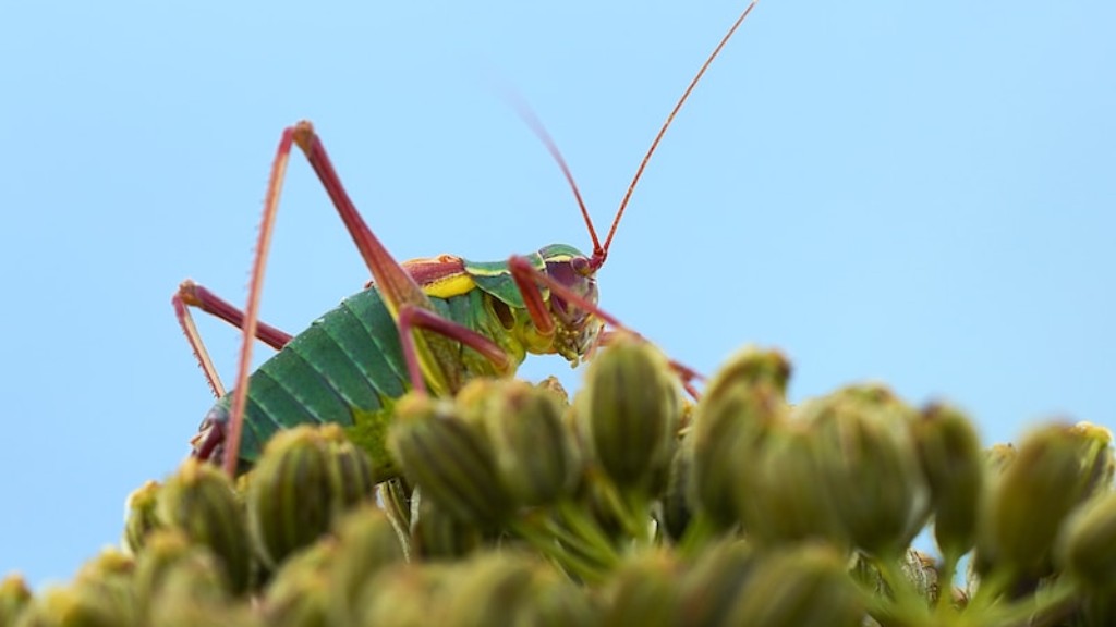 How to stop grasshoppers eating plants?