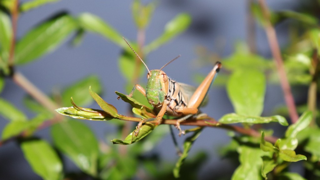 Do grasshoppers damage plants?
