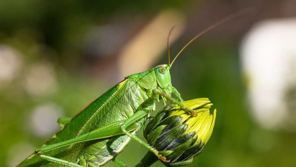 What keeps grasshoppers out of garden?