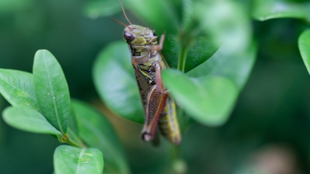 Do grasshoppers survive the winter?