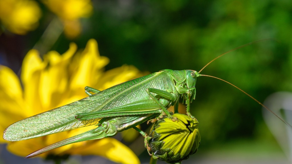 Are locusts the same as grasshoppers?