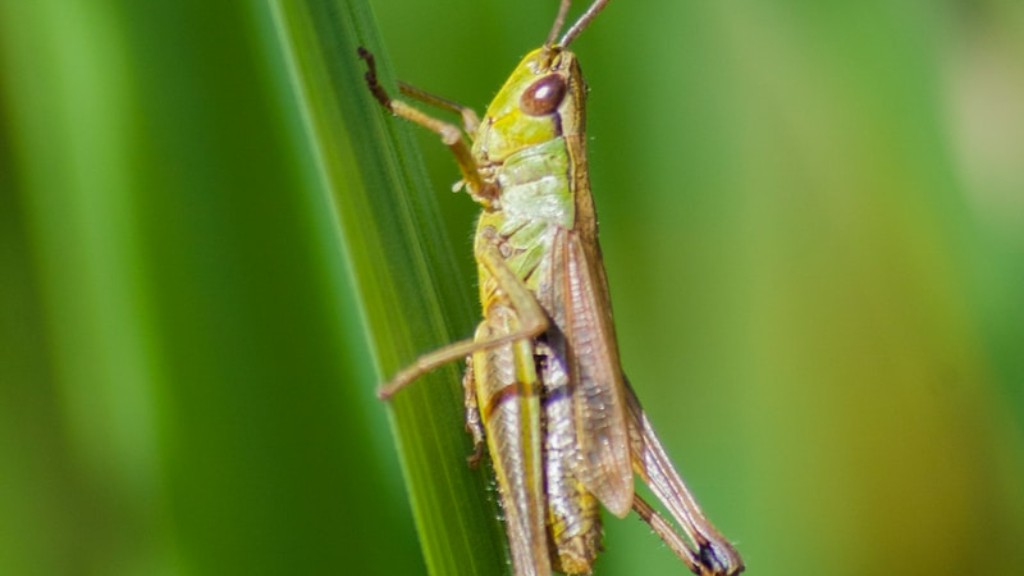 How to get rid of black and yellow grasshoppers?
