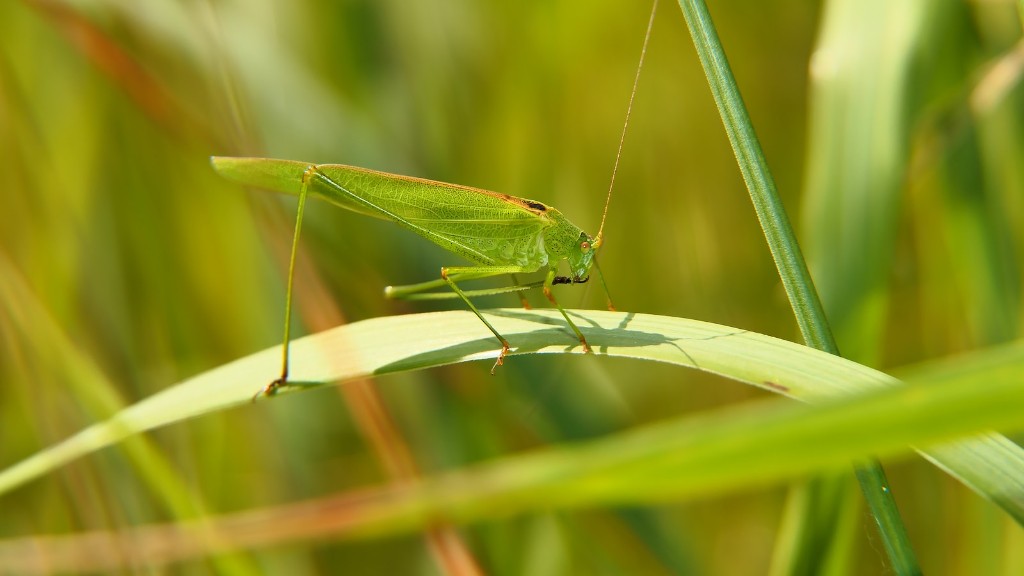 What can you feed grasshoppers?