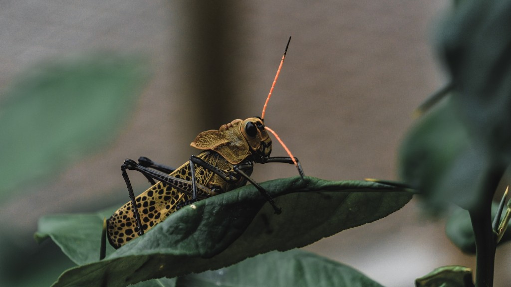What phylum do grasshoppers belong to?