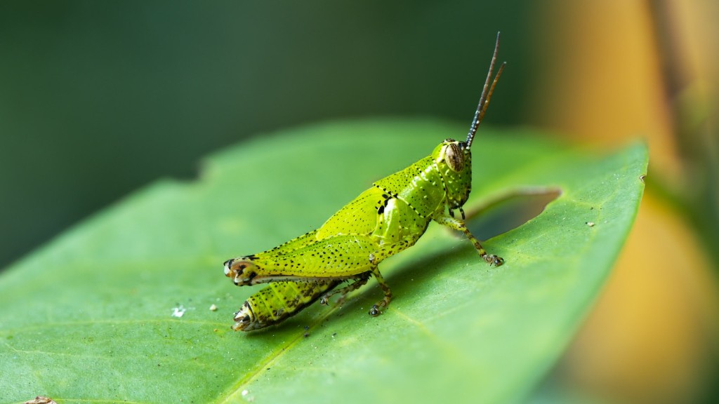How to get rid of grasshoppers with flour?