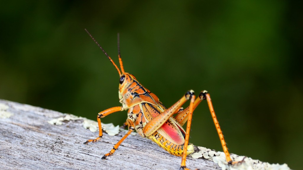Can grasshoppers be brown?