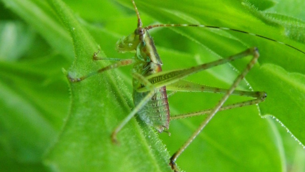Hvad kan du fodre græshopper med?