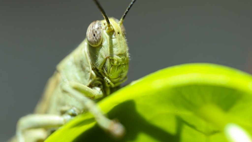 How often do grasshoppers eat?