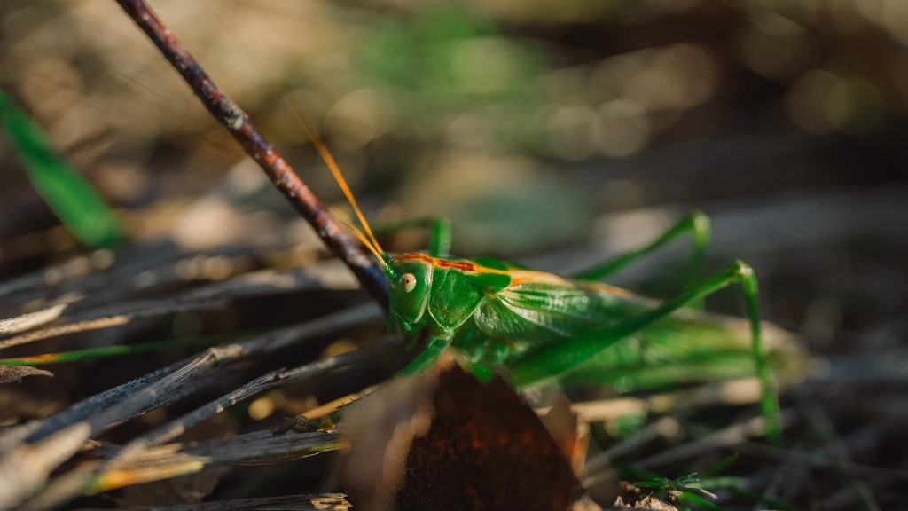What are the big yellow grasshoppers in florida?