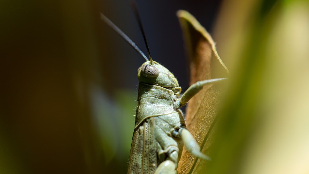 How do grasshoppers lay their eggs?