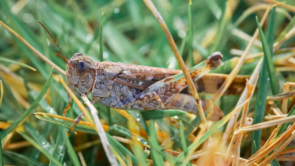 Where does grasshoppers live?