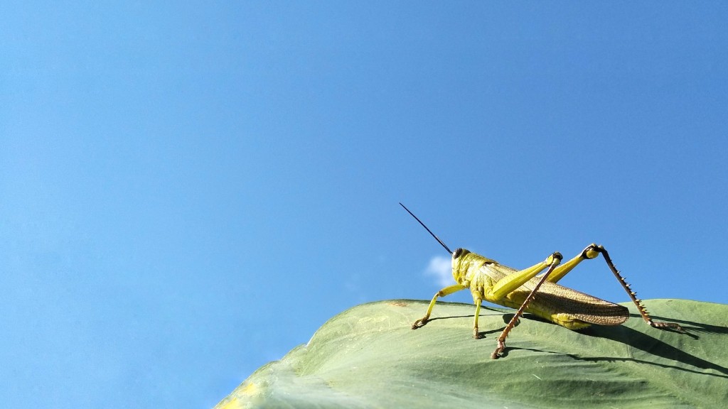 How to get rid of black and yellow grasshoppers?