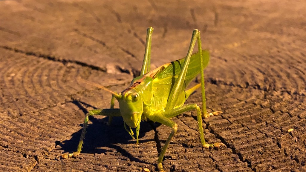 Do grasshoppers come out at night?