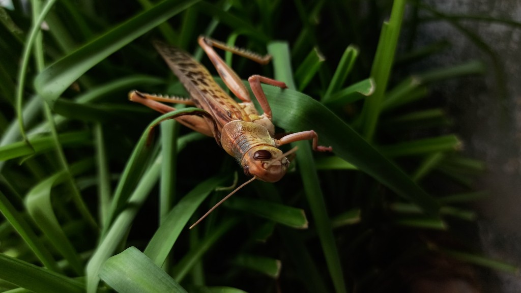 Where does grasshoppers live?