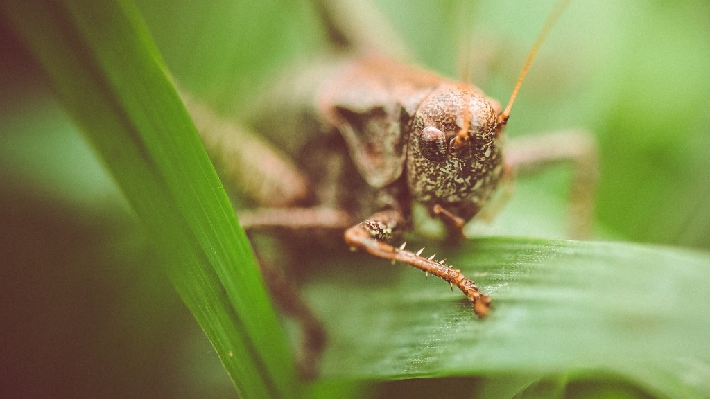 Where do grasshoppers lay eggs?
