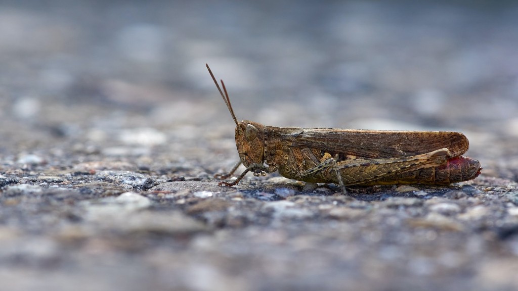 Does neem oil kill grasshoppers?