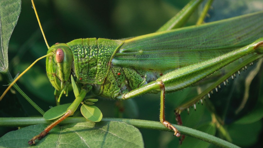 Do grasshoppers eat crickets?