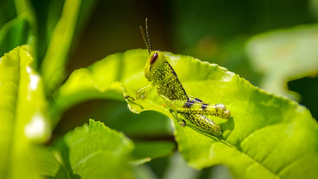 How do grasshoppers survive?
