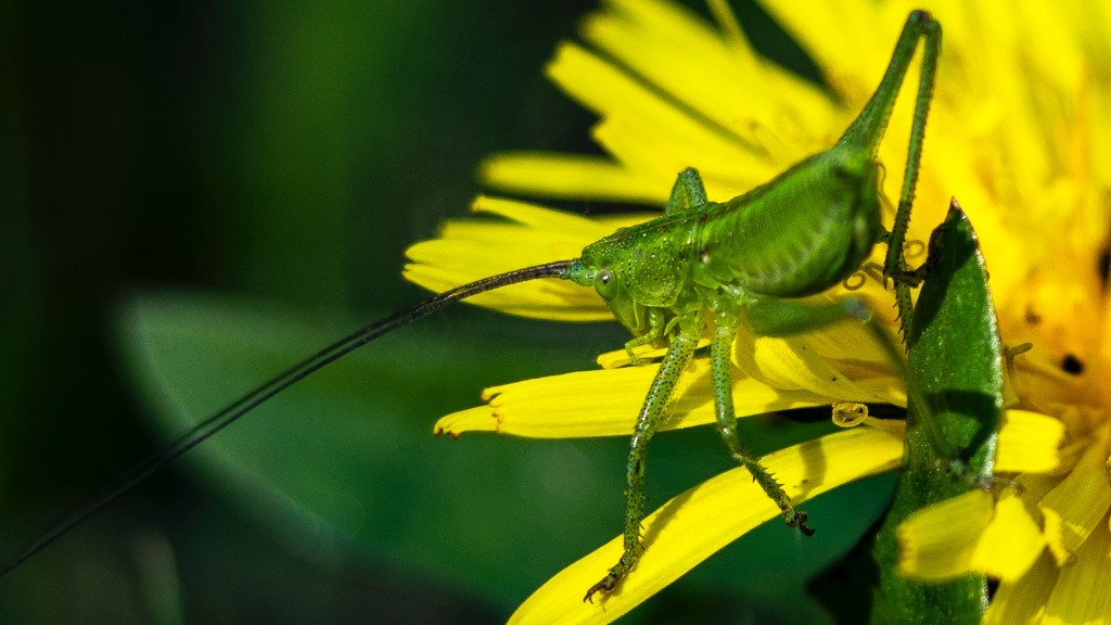 Are grasshoppers and locust the same?